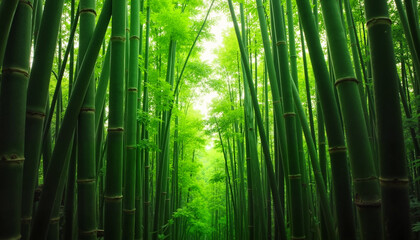 Fototapeta premium Bamboo forest serene atmosphere vibrant green nature background copy space