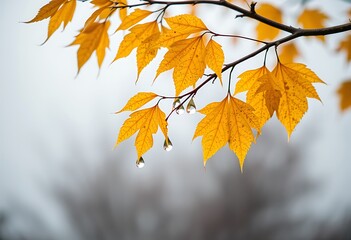 A poster featuring a close-up of an autumn tree branch with golden-yellow leaves, dripping with fresh raindrops. 