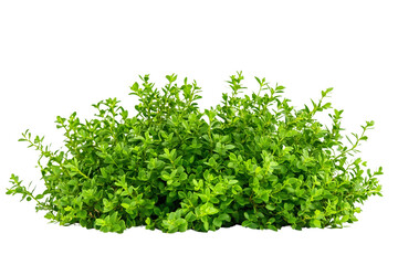 Fototapeta premium A Garden shrubs, green bushes, and tree, isolated on a transparent background.
