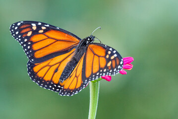 Male monarch butterfly perched with spread wings on bright pink flower with green background