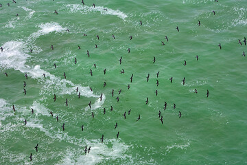The Gaviotín Zarcillo, also known as the Inca Tern, is a striking seabird native to the coasts of Peru and Chile, with Paracas being one of the ideal locations to spot them.