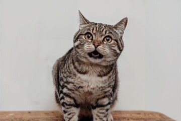 Obraz premium Angry and surprised cat isolated on background with a funny and excited expression