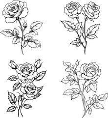 Set of rose flower greenery leaves line art isolated. Spring floral garden roses black logo wreath sketch plant. Vector illustration botanical stem.