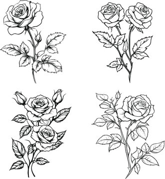 Set of rose flower greenery leaves line art isolated. Spring floral garden roses black logo wreath sketch plant. Vector illustration botanical stem.