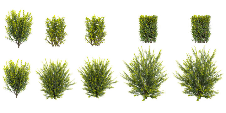 Set of japanese holly plants  isolated on transparent background