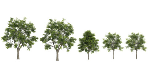Obraz premium tropical European Ash Tree isolated used for architecture