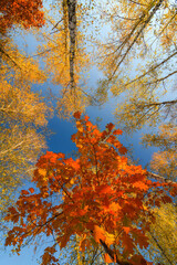 Looking up at a stunning autumn canopy with vibrant orange maple leaves in the foreground and golden birch leaves surrounding, set against a clear blue sky.