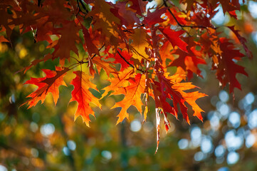 Close-up of red and orange oak leaves backlit by soft sunlight, showcasing the vivid colors of fall. Blurred bokeh background adds depth and warmth to the autumn scene