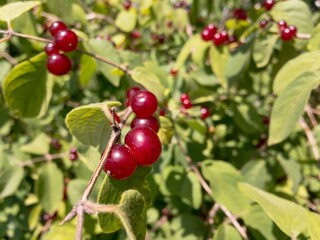 Obraz premium European fly honeysuckle (Lonicera xylosteum) plant with toxic fruit