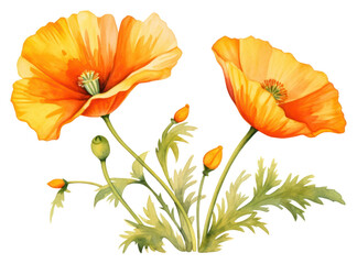 Obraz premium PNG California Poppy poppy flower plant.
