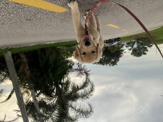 A foto é um retrato perfeito da raça Golden Retriever: amável, brincalhão, inteligente e cheio...