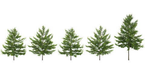 Tropical tilia cordata trees isolated used for architecture