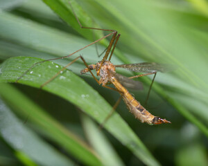 crane fly, Limonia phragmitidis, sitting on a grass, rain drops