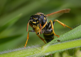 wasp eating its prey sitting on a plant