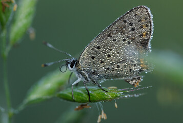 gossamer winged butterfly, Lycaenidae, sitting on a plant, drops of morning dew on wings