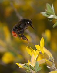 bumblebee, Bombus, flying up to yellow wild flower to eat
