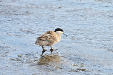 pato