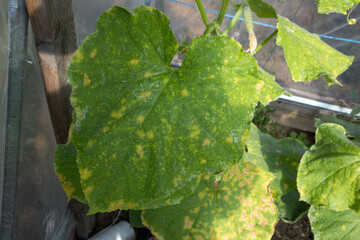 Cucumber leaf showing symptoms of downy mildew disease