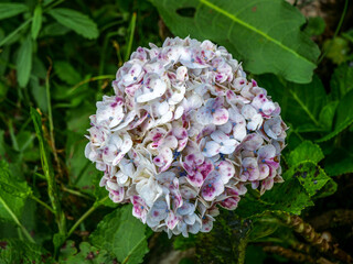 Tête de fleur d'hortensia fanée aux couleurs pastel passées