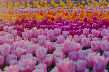 Obraz premium A field of pink and purple tulips with a few orange ones in the distance.