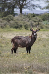 animals in its natural habitat