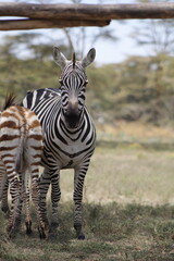 animals in its natural habitat