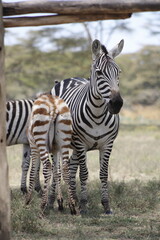 animals in its natural habitat