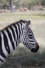 animals in its natural habitat