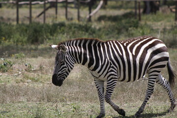 animals in its natural habitat