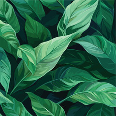 leaves of Spathiphyllum cannifolium, abstract green texture, nature background, tropical leaf, flat vector Illustration