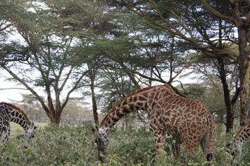 wildlife in its habitat