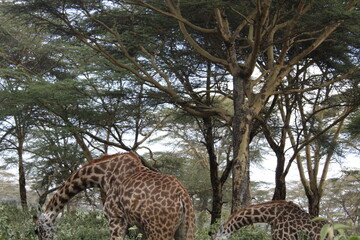 wildlife in its habitat