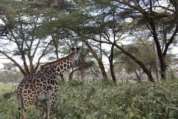 wildlife in its habitat