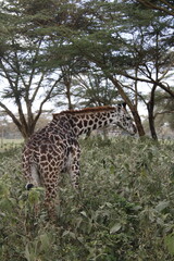 wildlife in its habitat