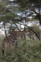 Obraz premium wildlife in its habitat