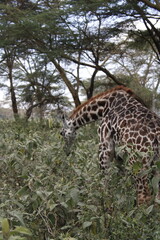 wildlife in its habitat