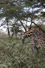 wildlife in its habitat