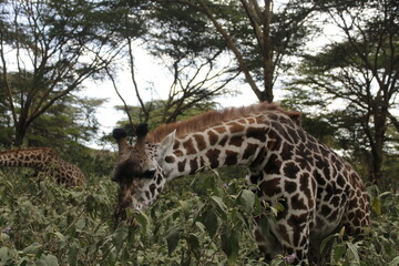 Obraz premium wildlife in its habitat