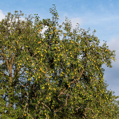 Birnenbaum