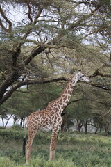 wildlife in its habitat