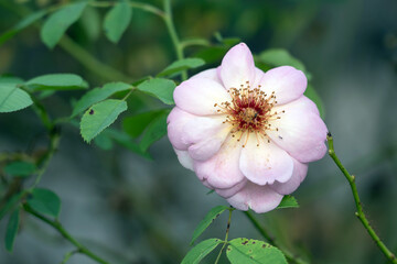 Dog rose