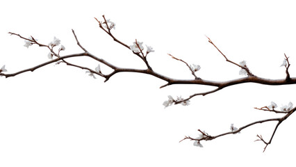 PNG Outdoors branch nature plant.