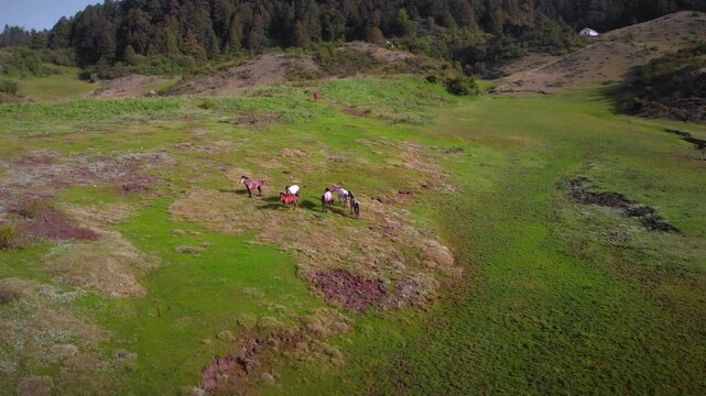 Drone shot of horses grazing in the stunning Greenery meadow of Khaptad National Park, Farwest Nepal, Himalayan Region
