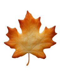 Obraz premium a maple leaf bade by cookie isolated on transparent background