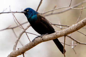 Common grackle in tree