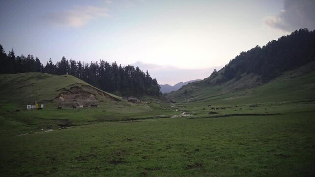Cattles grazing in the stunning meadow of Khaptad National Park, Nepal