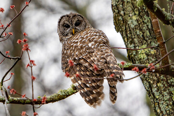Barred owl up in tree
