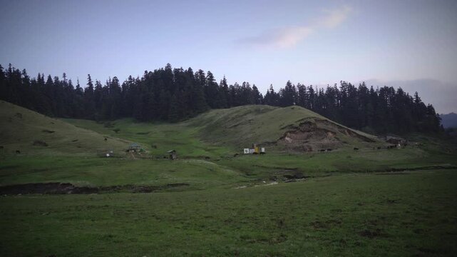 Cattles grazing in the stunning meadow of Khaptad National Park, Nepal