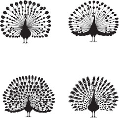 Peacock set Black silhouette on white background 