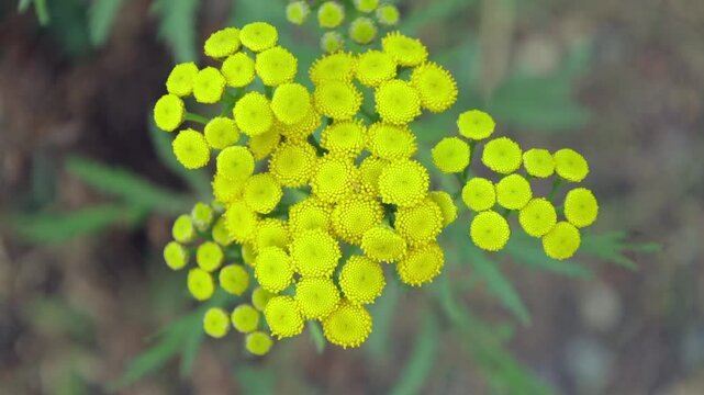 A bright cluster of yellow flowers stands out against a blurry natural background, showcasing nature's beauty and intricate patterns in their arrangement.